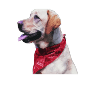 COOLMOR™ Cooling Dog Bandana