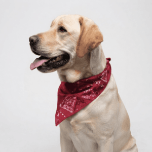 COOLMOR™ Cooling Dog Bandana
