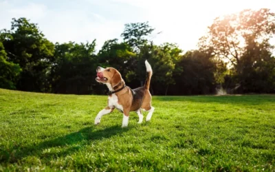 Keep Your Dog Cool and Comfortable with Axizz LLC