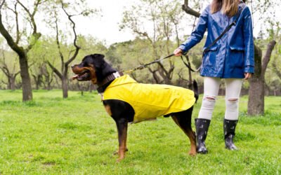 Keep Pets Cool with Cool Vests for Dogs
